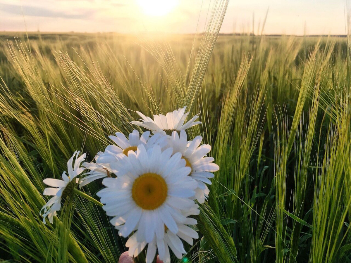 В конкурсе-смотре «Самая красивая деревня Владимирской области» примут участие все заявившиеся, а именно 119 населенных пунктов - это абсолютный рекорд проекта. Узнаем, когда стартует знакомство с «героинями» и какие нововведения привнес оргкомитет в этому году.