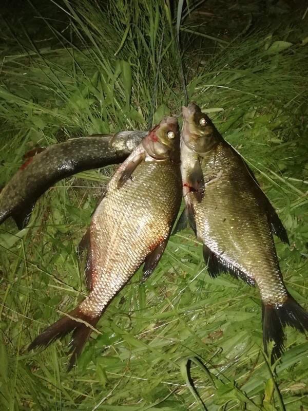 33-й регион славится разнообразием живописных рек и озер, но клюёт у нас далеко не везде. Корреспондент «Ключ-Медиа» выведал у местных заядлых рыбаков, где бывает самый богатый улов.