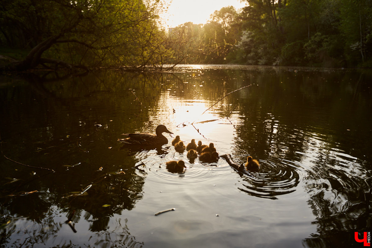 Для садов за ДТЮ разработают проект реновации. А обещанная концепция для Загородного парка.