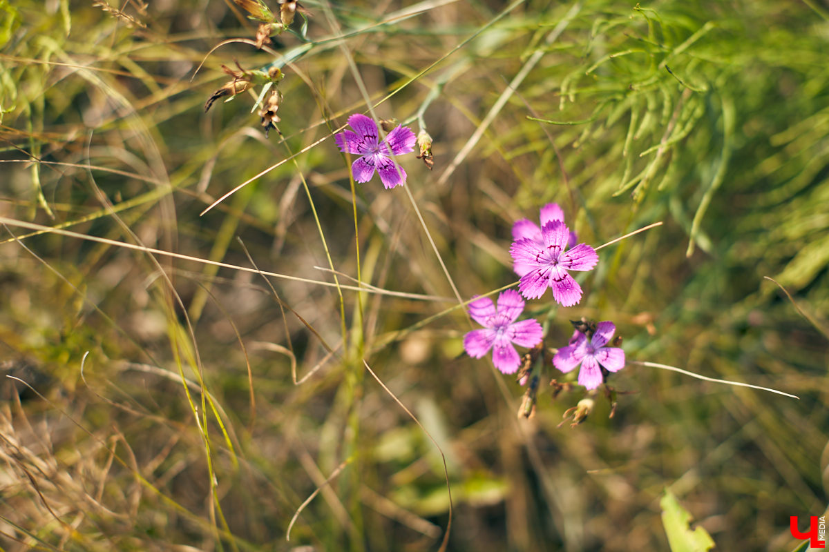 Владимирский блогер и флорист «Володя в огороде» несколько лет увлекается полевой флористикой - редким направлением цветочного дела. Учимся у мастера собирать «дорогой» подарок из бесплатного материала, то есть сорняков.