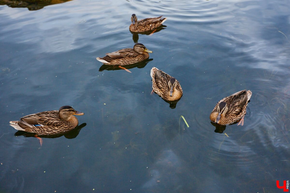 Слышали, что во Владимире есть река Чечёра? Да, она не знаменита. Но существует. И от ее будущего зависит очень многое.