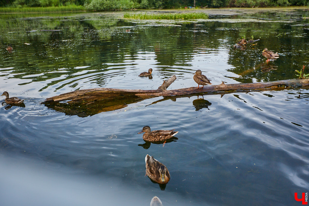 Слышали, что во Владимире есть река Чечёра? Да, она не знаменита. Но существует. И от ее будущего зависит очень многое.