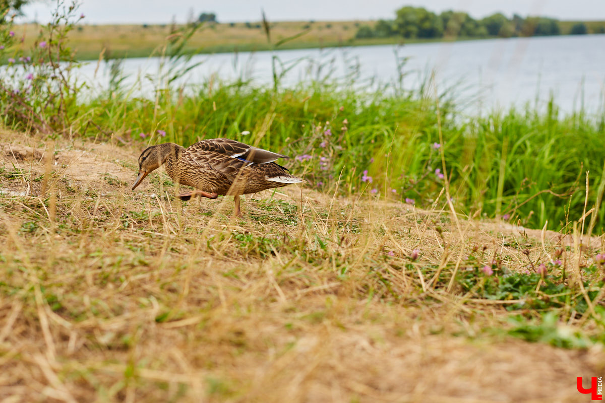 Слышали, что во Владимире есть река Чечёра? Да, она не знаменита. Но существует. И от ее будущего зависит очень многое.