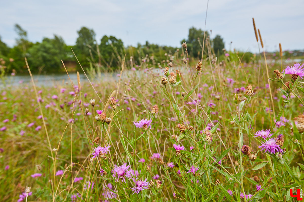 Слышали, что во Владимире есть река Чечёра? Да, она не знаменита. Но существует. И от ее будущего зависит очень многое.