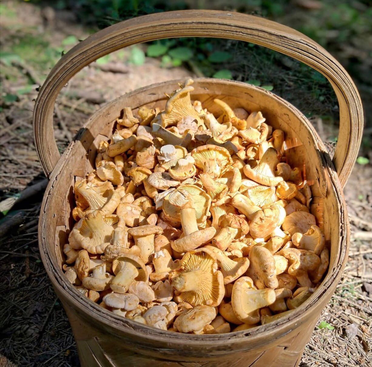 Леса нашего региона славятся разнообразием и обилием грибов. «Ключ-Медиа» выведал у тихой охотницы Марины Рубенковой, куда можно нагрянуть с пустой корзиной.