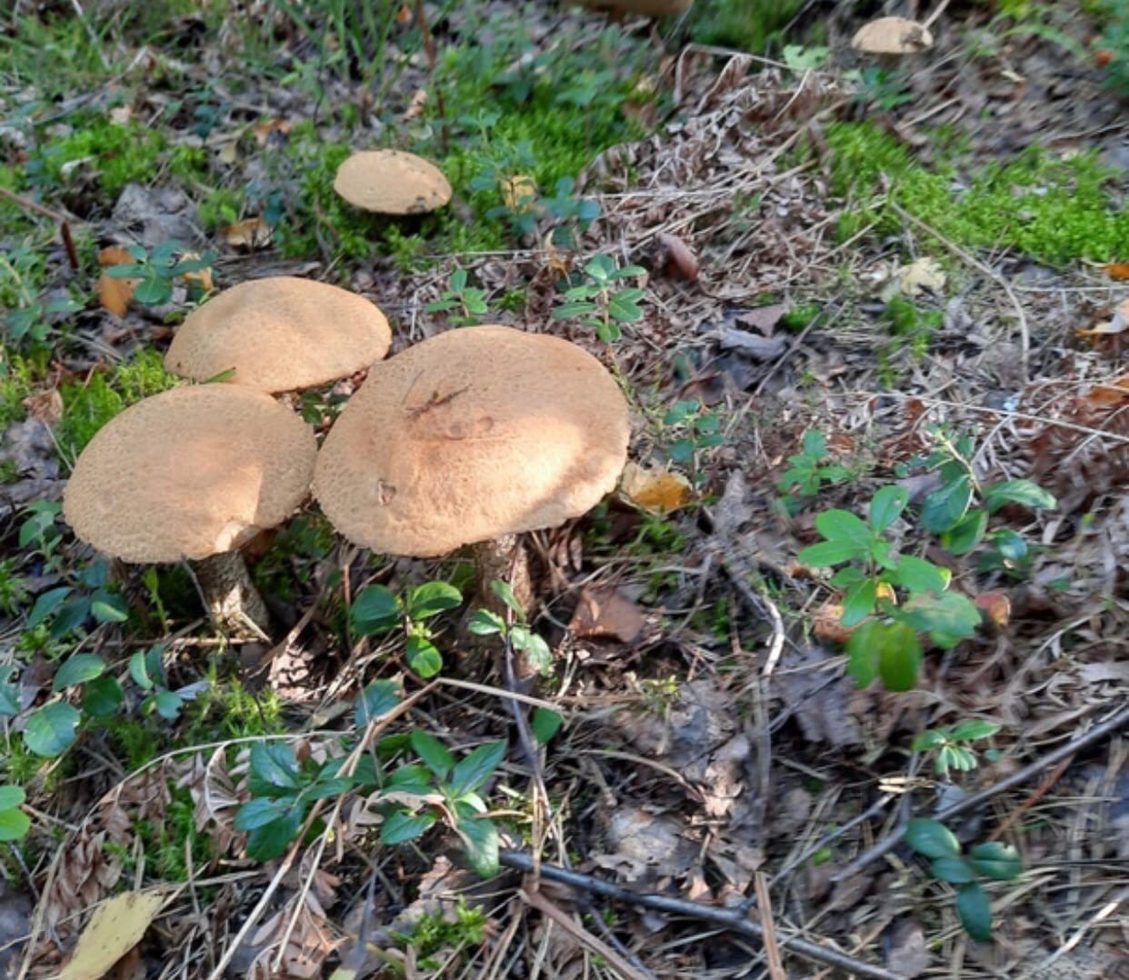 Леса нашего региона славятся разнообразием и обилием грибов. «Ключ-Медиа» выведал у тихой охотницы Марины Рубенковой, куда можно нагрянуть с пустой корзиной.