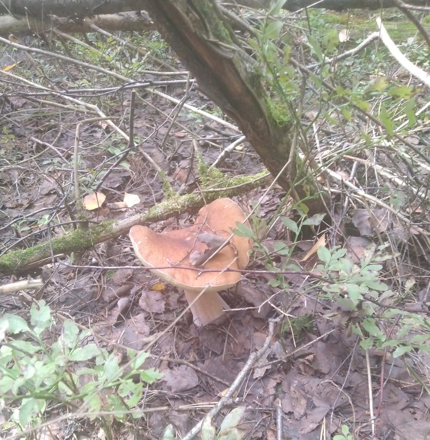 Леса нашего региона славятся разнообразием и обилием грибов. «Ключ-Медиа» выведал у тихой охотницы Марины Рубенковой, куда можно нагрянуть с пустой корзиной.