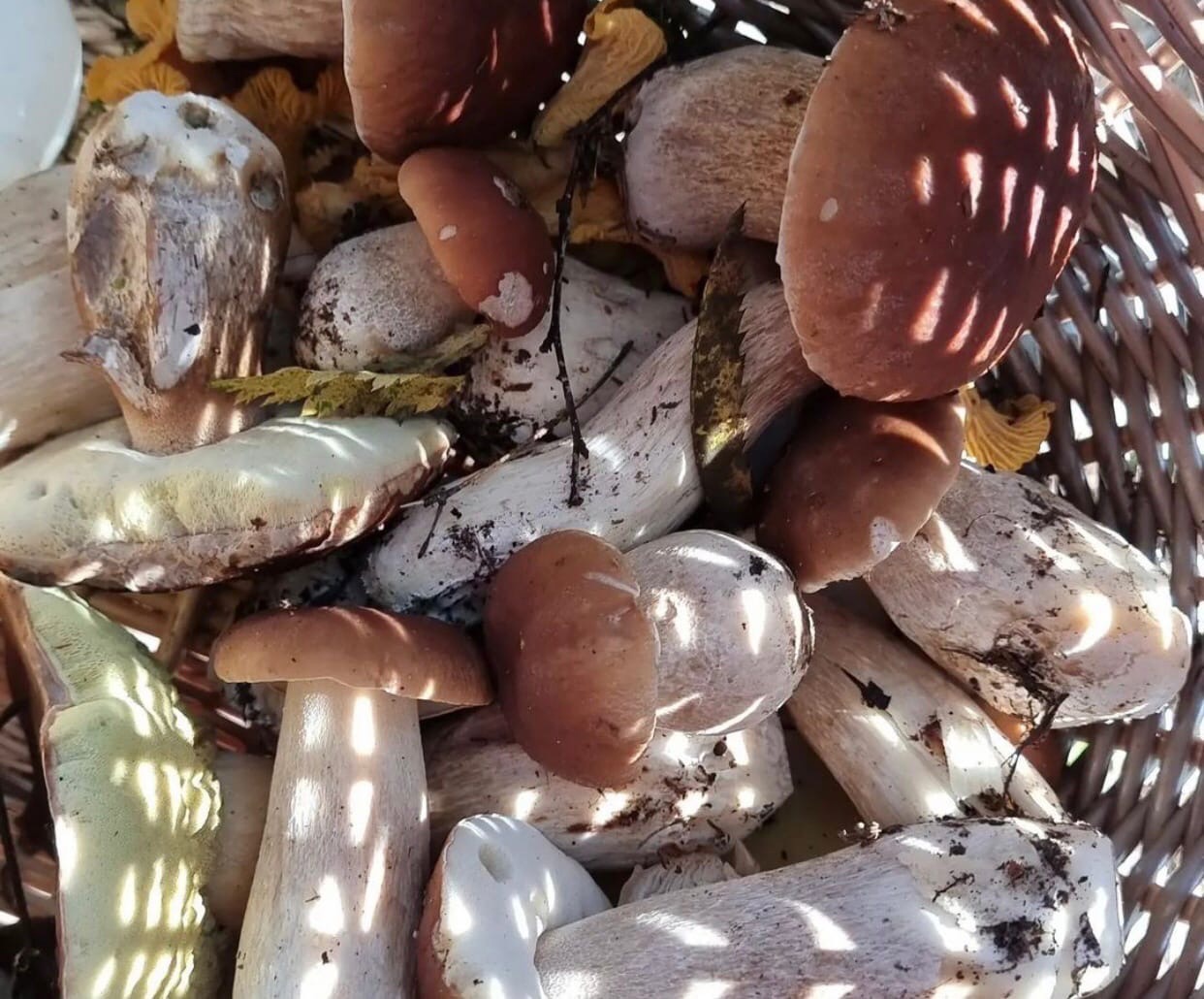 Леса нашего региона славятся разнообразием и обилием грибов. «Ключ-Медиа» выведал у тихой охотницы Марины Рубенковой, куда можно нагрянуть с пустой корзиной.