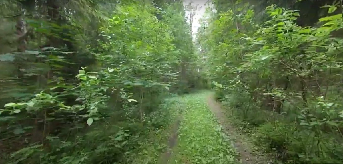 Видеоблогер Михаил Слуцкий побывал в заброшенном пионерлагере «Чайка». Он поделился с нами кадрами и впечатлениями от посещения этого объекта.