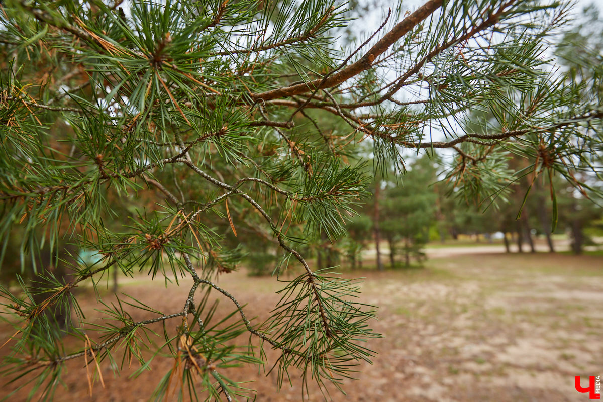 Обзор новостей об обновлениях в парках и скверах Владимира.