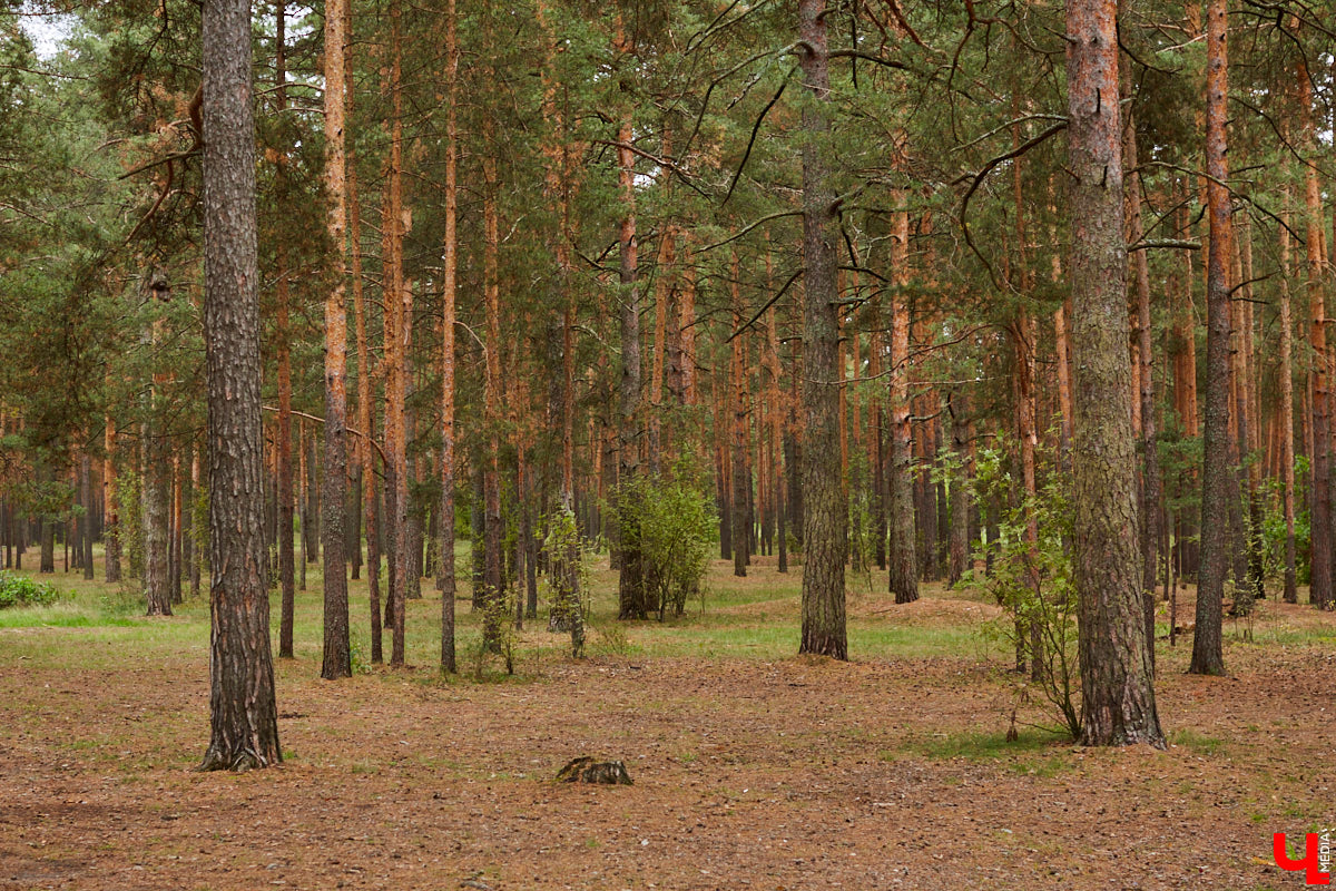 Обзор новостей об обновлениях в парках и скверах Владимира.
