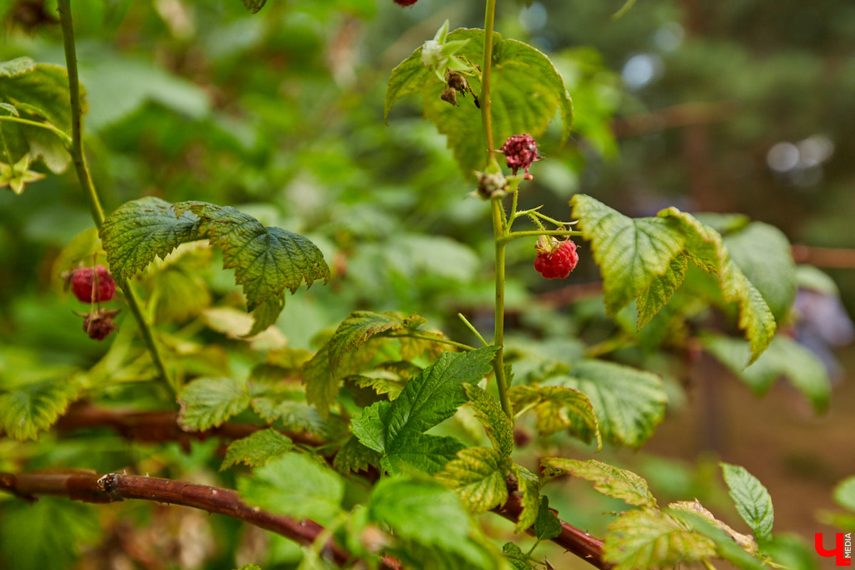 Ольга Журавлева, организатор первого в России международного фестиваля прядения и ткачества, пустила нас в свой очаровательный домик, где хранится много вещей с историей!