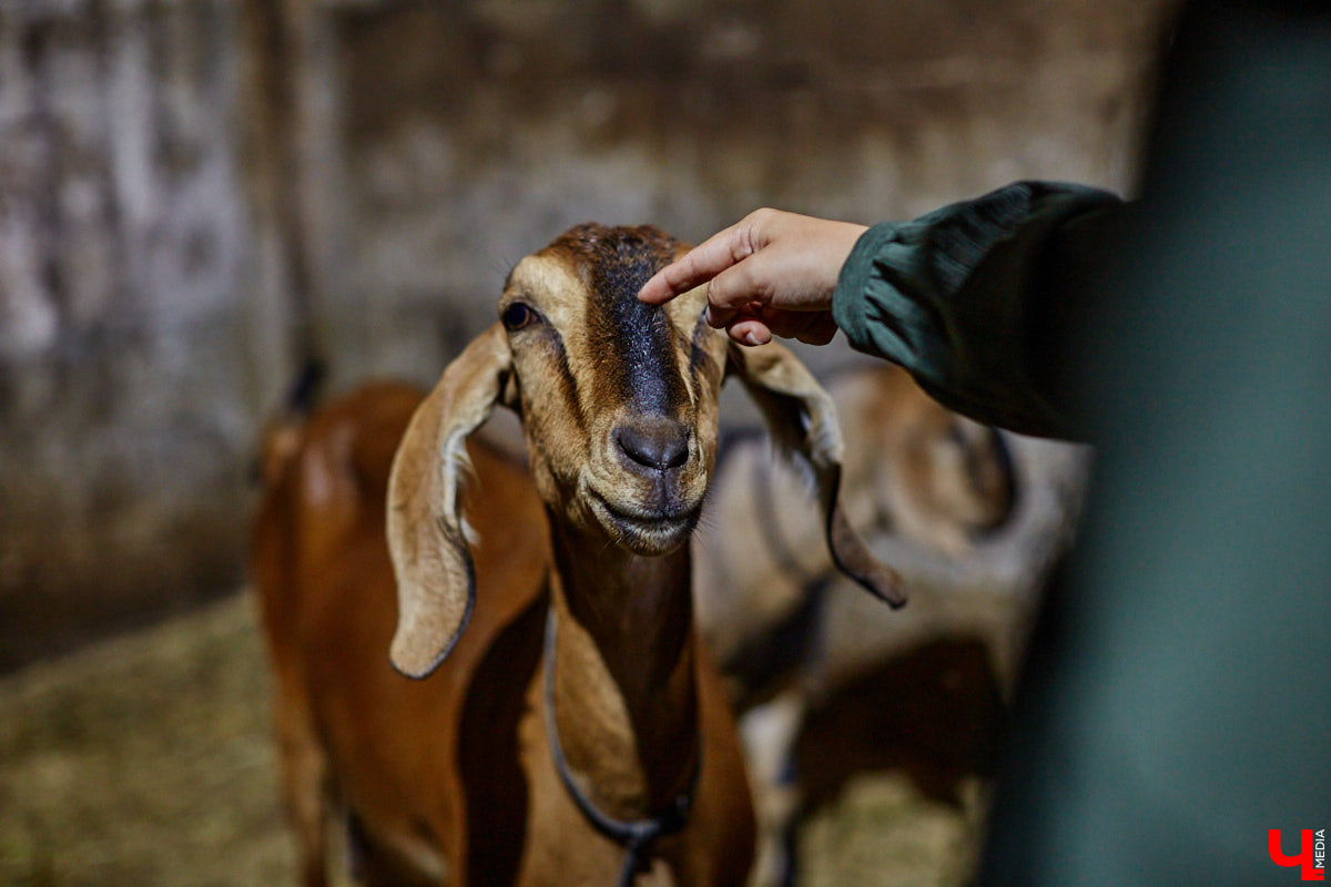 Ольга Журавлева, организатор первого в России международного фестиваля прядения и ткачества, пустила нас в свой очаровательный домик, где хранится много вещей с историей!