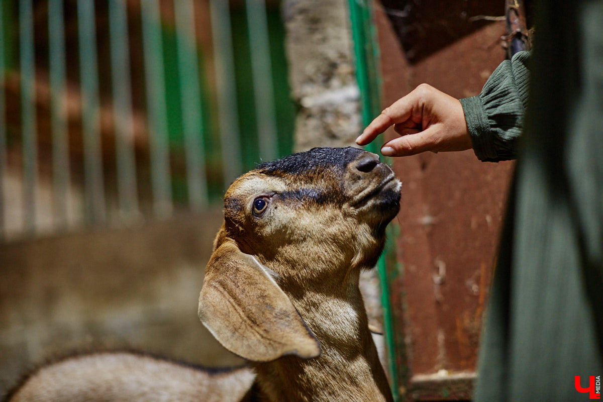 Ольга Журавлева, организатор первого в России международного фестиваля прядения и ткачества, пустила нас в свой очаровательный домик, где хранится много вещей с историей!