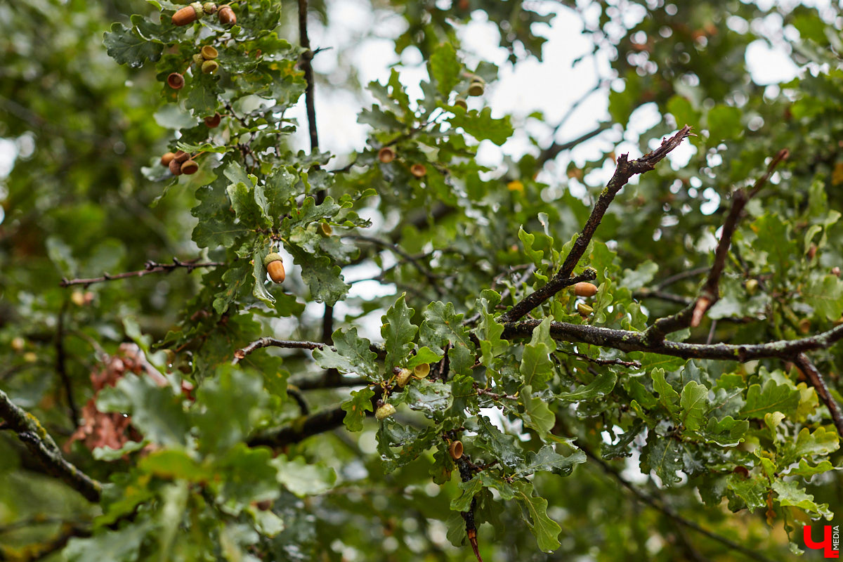 Будучи когда-то богатым, «дворцовым» пунктом, село Сима Юрьев-Польского района было пожаловано Петром I князю Михаилу Голицыну за победу над шведским генералом Левенгауптом. Сегодня симское имение князя находится в печальном состоянии, но его призван спасти тотальный ремонт. Как и почему — «Ключ-Медиа» разбирался вместе с экскурсоводом Татьяной Быковой