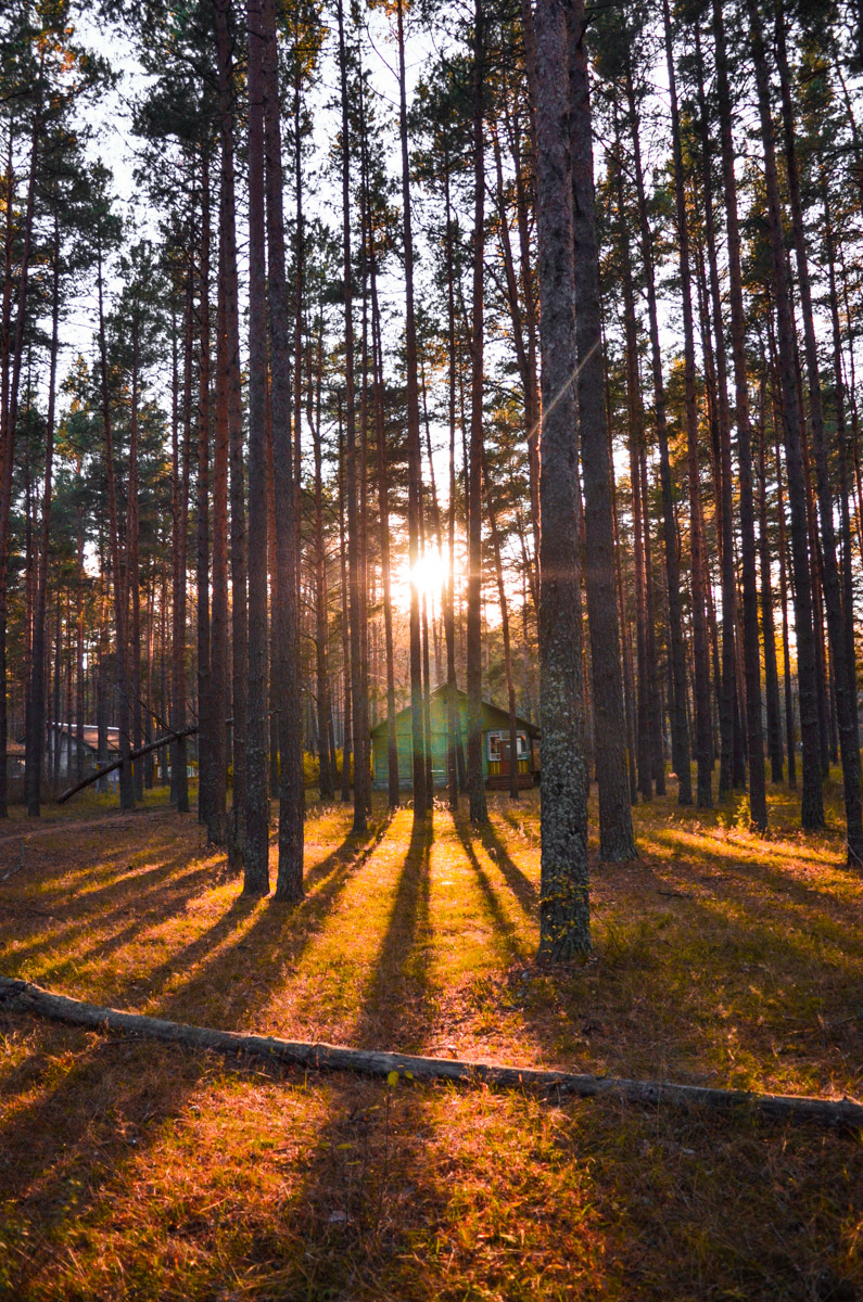 Есть места, которые люди просто оставили. Не разрушили, лишь забыли. Детский лагерь «Дзержинец» на берегу реки Колпь — как раз такая локация с удивительной атмосферой.
