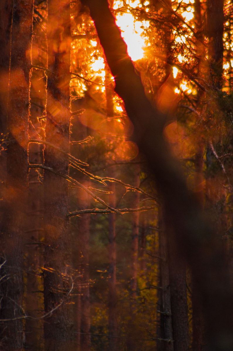 Есть места, которые люди просто оставили. Не разрушили, лишь забыли. Детский лагерь «Дзержинец» на берегу реки Колпь — как раз такая локация с удивительной атмосферой.