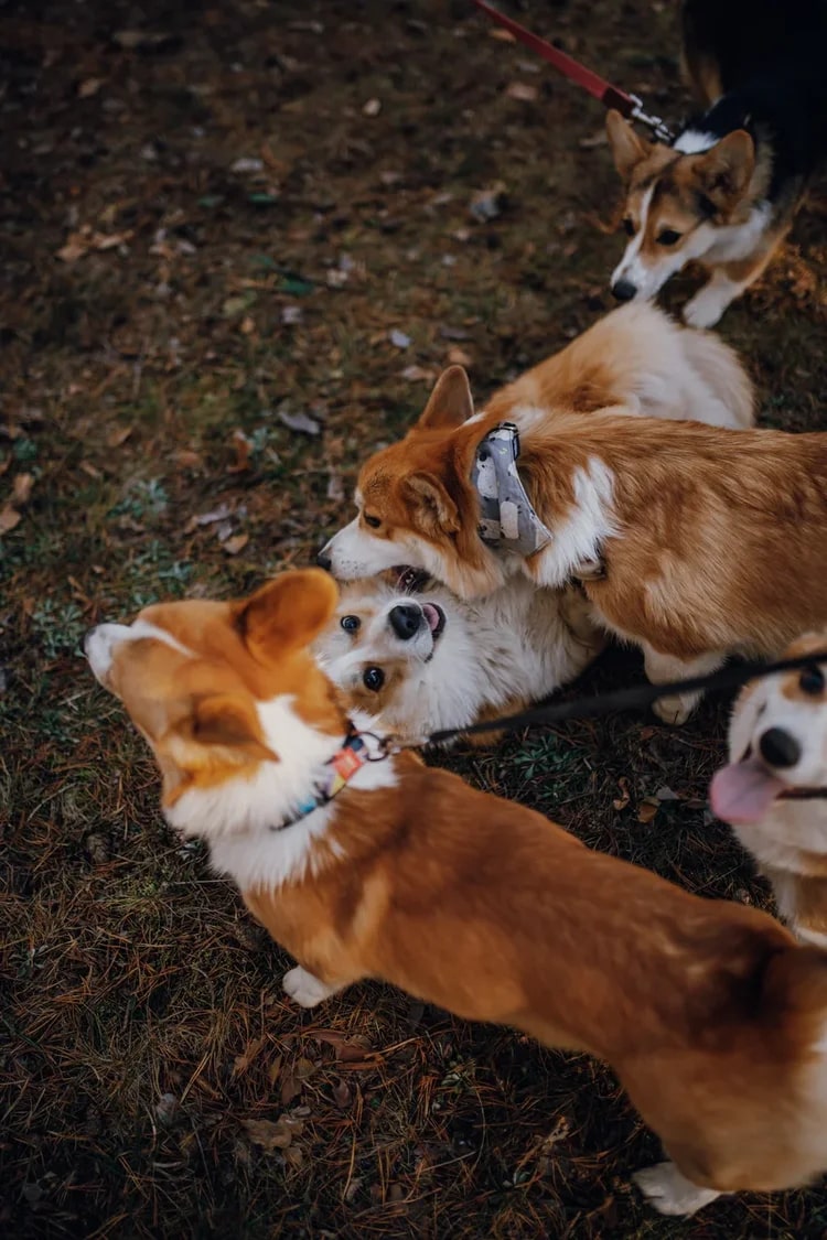 В последний день октября на просторах Загородного парка встретились 25 «коржей», точнее - песиков породы корги. Конечно же, случилось это не стихийно. Теперь во Владимире появилось корж-комьюнити, которое помогает хозяевам и питомцам весело проводить время.