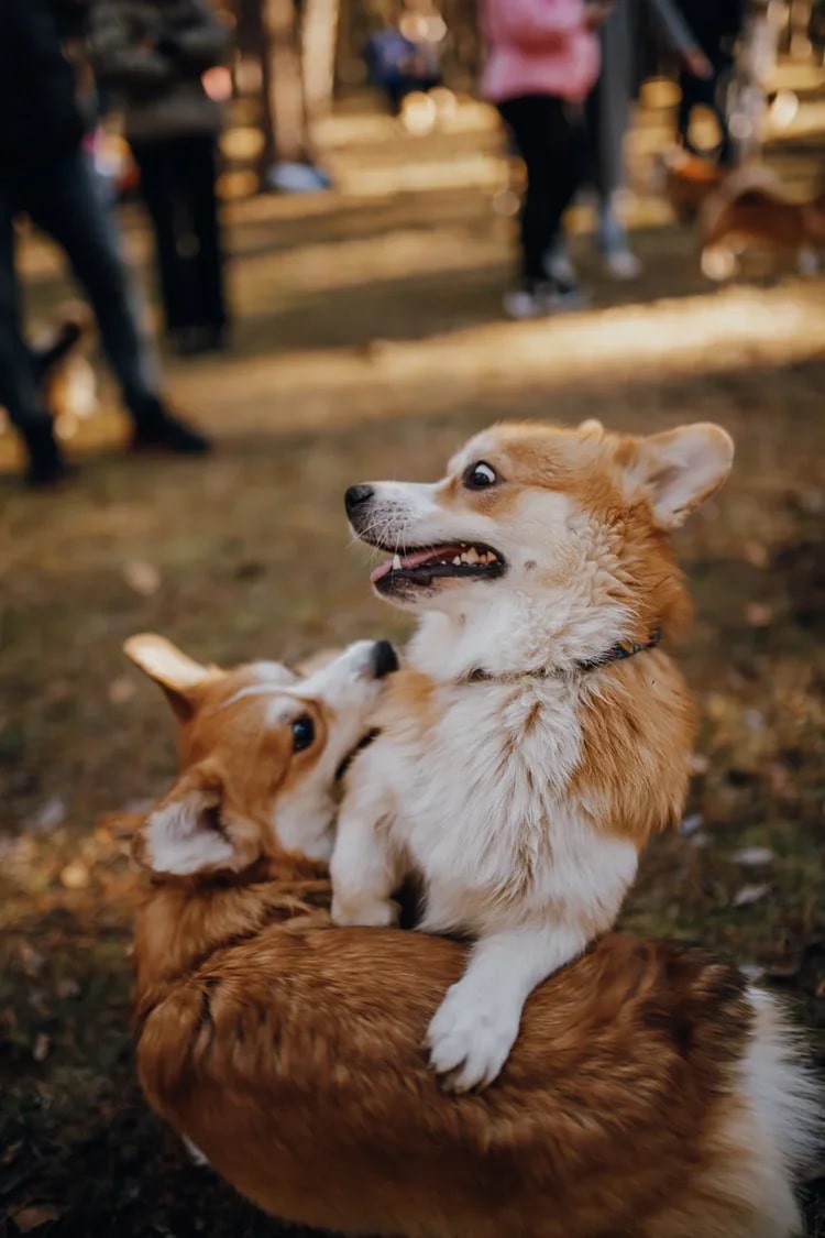 В последний день октября на просторах Загородного парка встретились 25 «коржей», точнее - песиков породы корги. Конечно же, случилось это не стихийно. Теперь во Владимире появилось корж-комьюнити, которое помогает хозяевам и питомцам весело проводить время.