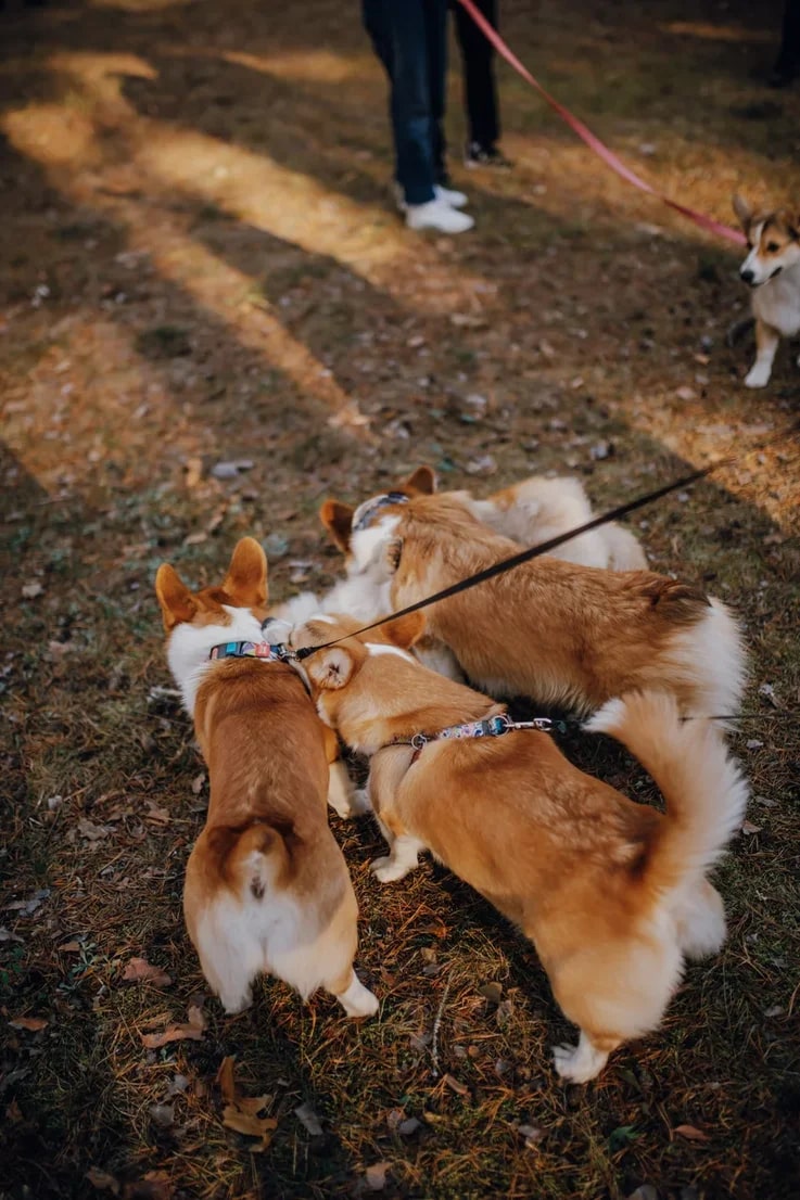 В последний день октября на просторах Загородного парка встретились 25 «коржей», точнее - песиков породы корги. Конечно же, случилось это не стихийно. Теперь во Владимире появилось корж-комьюнити, которое помогает хозяевам и питомцам весело проводить время.