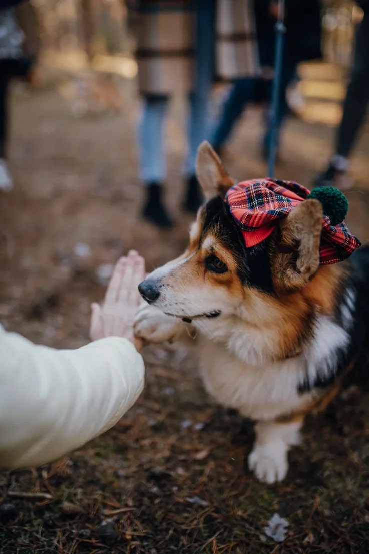 В последний день октября на просторах Загородного парка встретились 25 «коржей», точнее - песиков породы корги. Конечно же, случилось это не стихийно. Теперь во Владимире появилось корж-комьюнити, которое помогает хозяевам и питомцам весело проводить время.