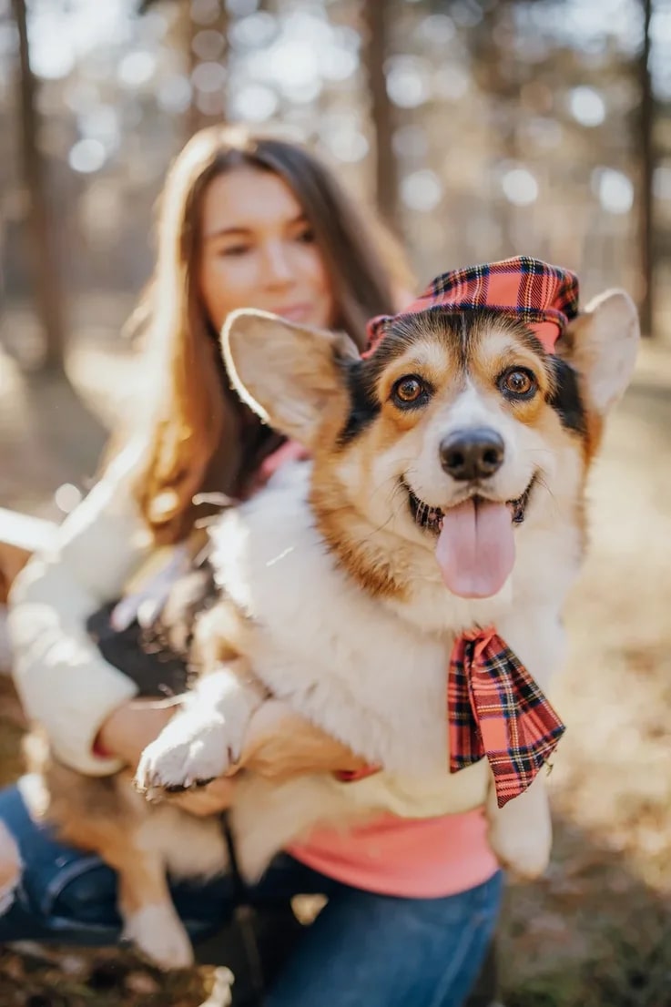 В последний день октября на просторах Загородного парка встретились 25 «коржей», точнее - песиков породы корги. Конечно же, случилось это не стихийно. Теперь во Владимире появилось корж-комьюнити, которое помогает хозяевам и питомцам весело проводить время.