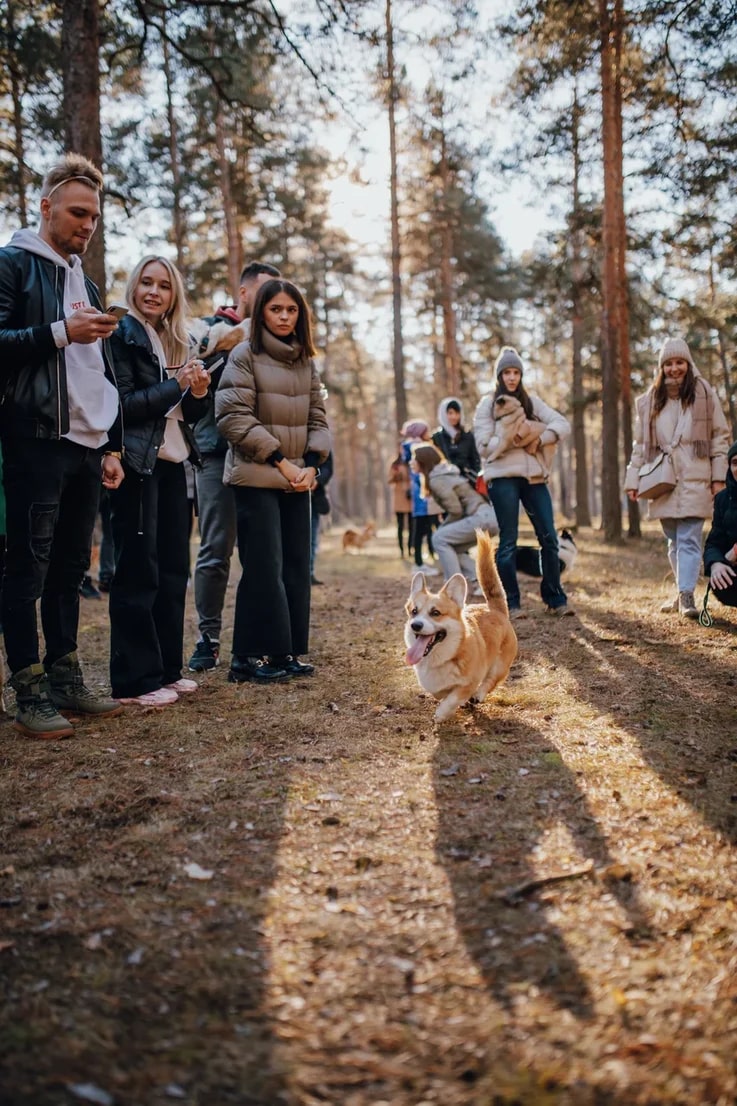 В последний день октября на просторах Загородного парка встретились 25 «коржей», точнее - песиков породы корги. Конечно же, случилось это не стихийно. Теперь во Владимире появилось корж-комьюнити, которое помогает хозяевам и питомцам весело проводить время.
