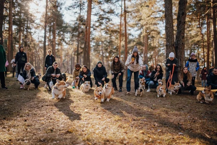В последний день октября на просторах Загородного парка встретились 25 «коржей», точнее - песиков породы корги. Конечно же, случилось это не стихийно. Теперь во Владимире появилось корж-комьюнити, которое помогает хозяевам и питомцам весело проводить время.