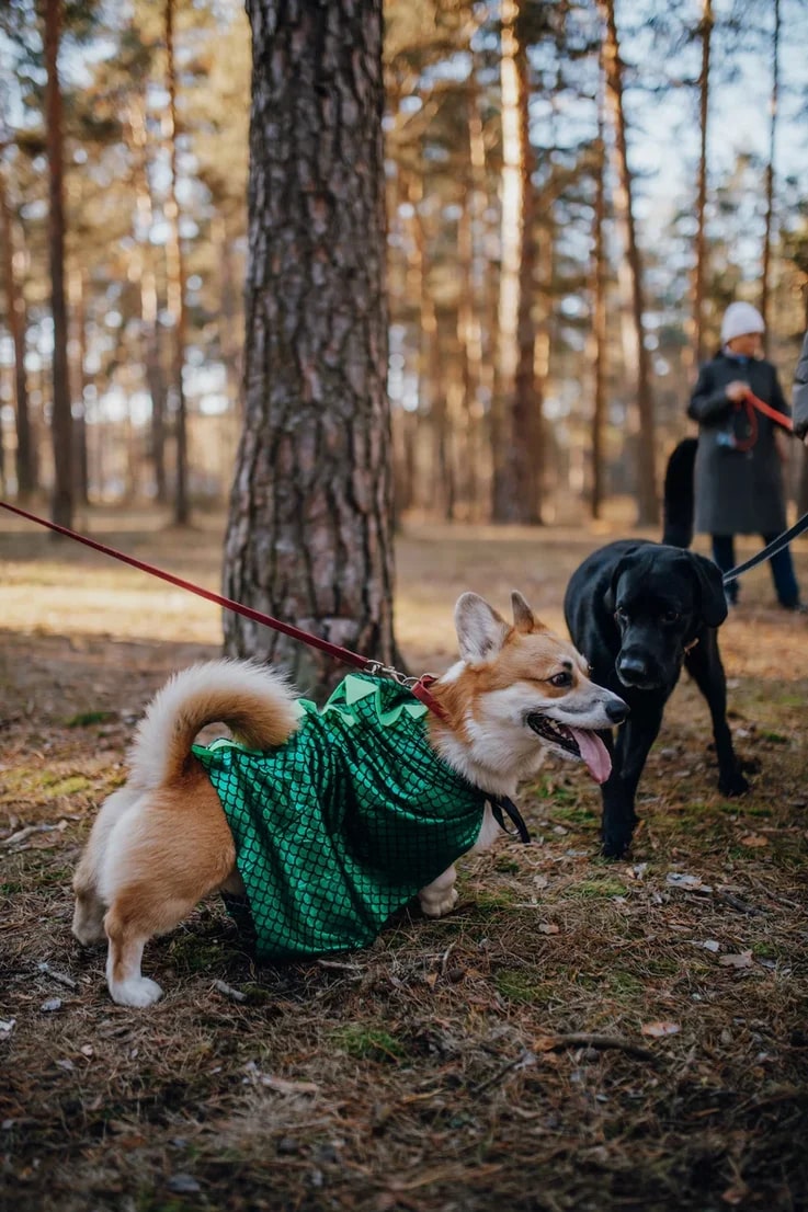 В последний день октября на просторах Загородного парка встретились 25 «коржей», точнее - песиков породы корги. Конечно же, случилось это не стихийно. Теперь во Владимире появилось корж-комьюнити, которое помогает хозяевам и питомцам весело проводить время.