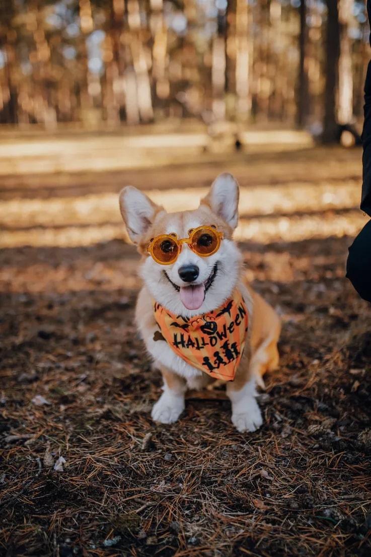 В последний день октября на просторах Загородного парка встретились 25 «коржей», точнее - песиков породы корги. Конечно же, случилось это не стихийно. Теперь во Владимире появилось корж-комьюнити, которое помогает хозяевам и питомцам весело проводить время.