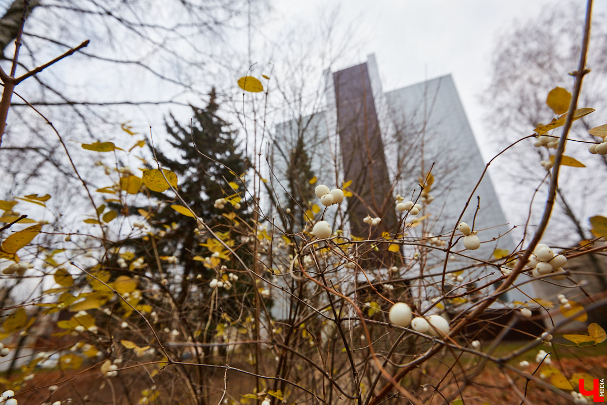 Во Владимире выросли леса. Не хвойные или лиственные — строительные. В разгаре ремонт фасадов нескольких важных для города зданий. Смотрим: что получается у рабочих и как меняется облик привычных элементов пейзажа.