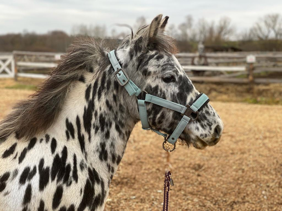 Жеребенок Ижмарин из Коми, ставший звездой YouTube благодаря редкой чубарой масти, переехал на постоянное место жительства в 33-й регион. Новые хозяева успели оценить характер особенного малыша.