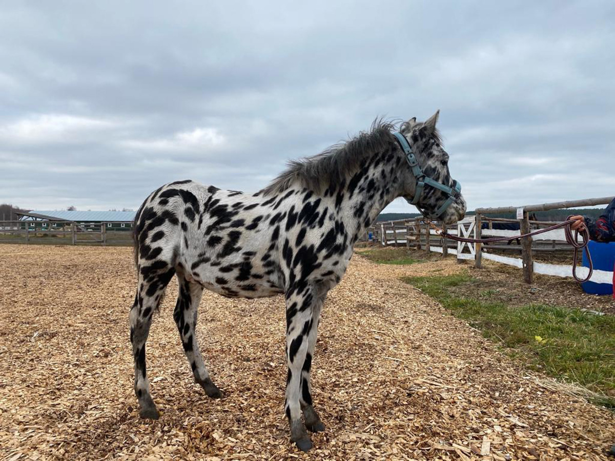 Жеребенок Ижмарин из Коми, ставший звездой YouTube благодаря редкой чубарой масти, переехал на постоянное место жительства в 33-й регион. Новые хозяева успели оценить характер особенного малыша.