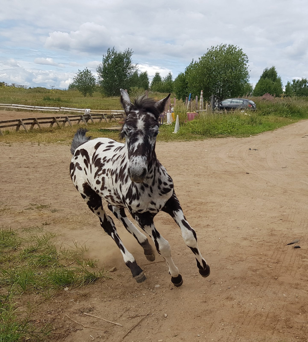 Жеребенок Ижмарин из Коми, ставший звездой YouTube благодаря редкой чубарой масти, переехал на постоянное место жительства в 33-й регион. Новые хозяева успели оценить характер особенного малыша.
