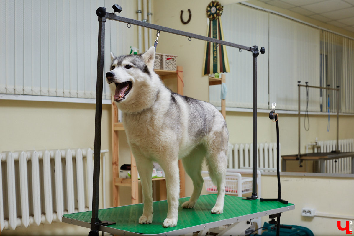 Собачья жизнь, если хозяин любит и заботится, не так уж дурна. Поговорили с грумером Татьяной Панюхиной о том, как правильно ухаживать за четвероногими друзьями.