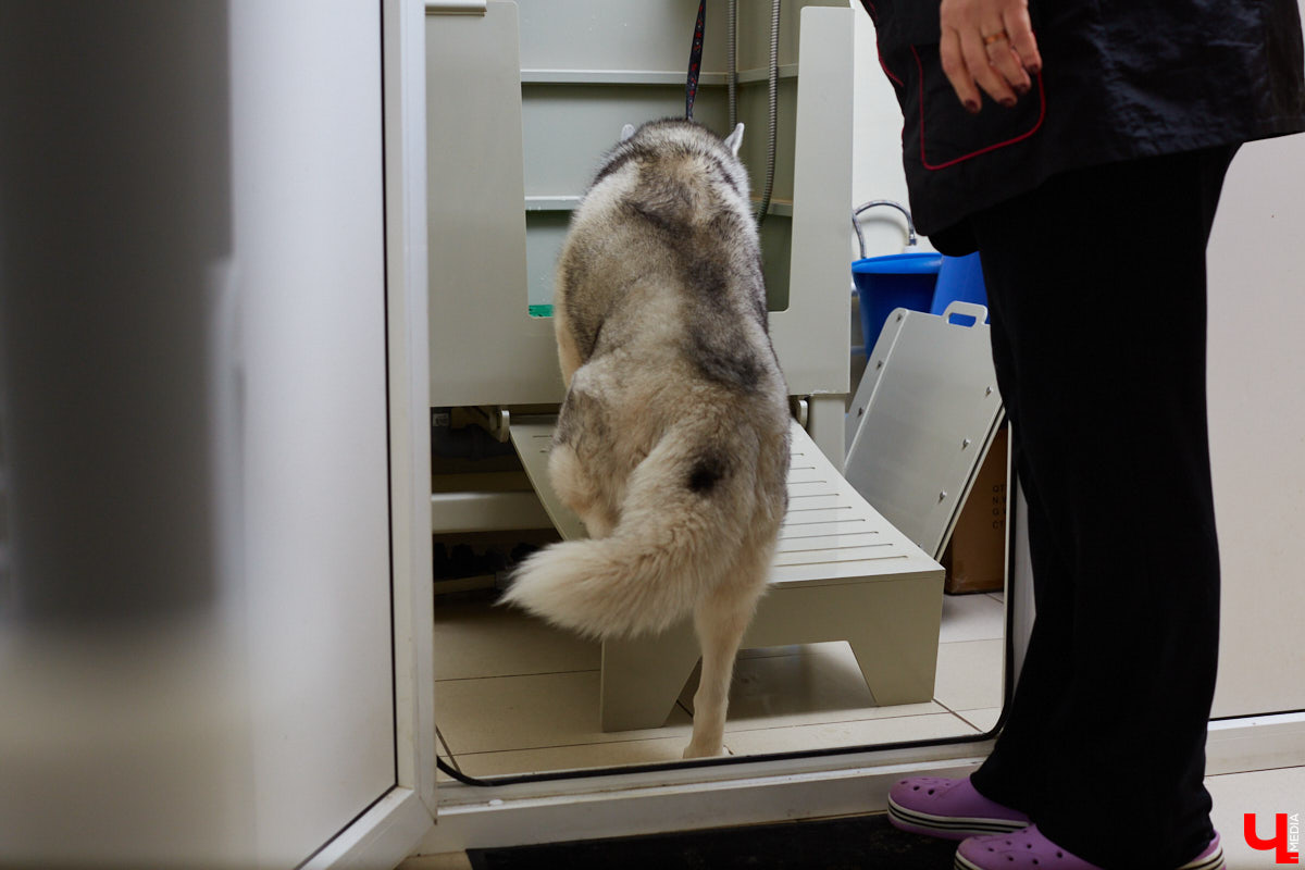Собачья жизнь, если хозяин любит и заботится, не так уж дурна. Поговорили с грумером Татьяной Панюхиной о том, как правильно ухаживать за четвероногими друзьями.