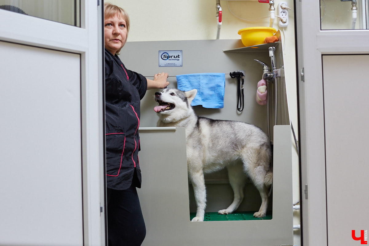 Собачья жизнь, если хозяин любит и заботится, не так уж дурна. Поговорили с грумером Татьяной Панюхиной о том, как правильно ухаживать за четвероногими друзьями.