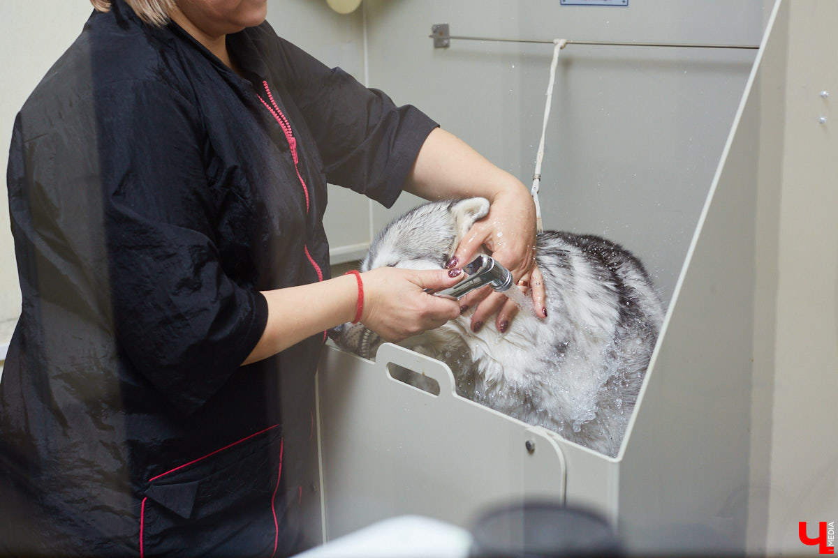 Собачья жизнь, если хозяин любит и заботится, не так уж дурна. Поговорили с грумером Татьяной Панюхиной о том, как правильно ухаживать за четвероногими друзьями.