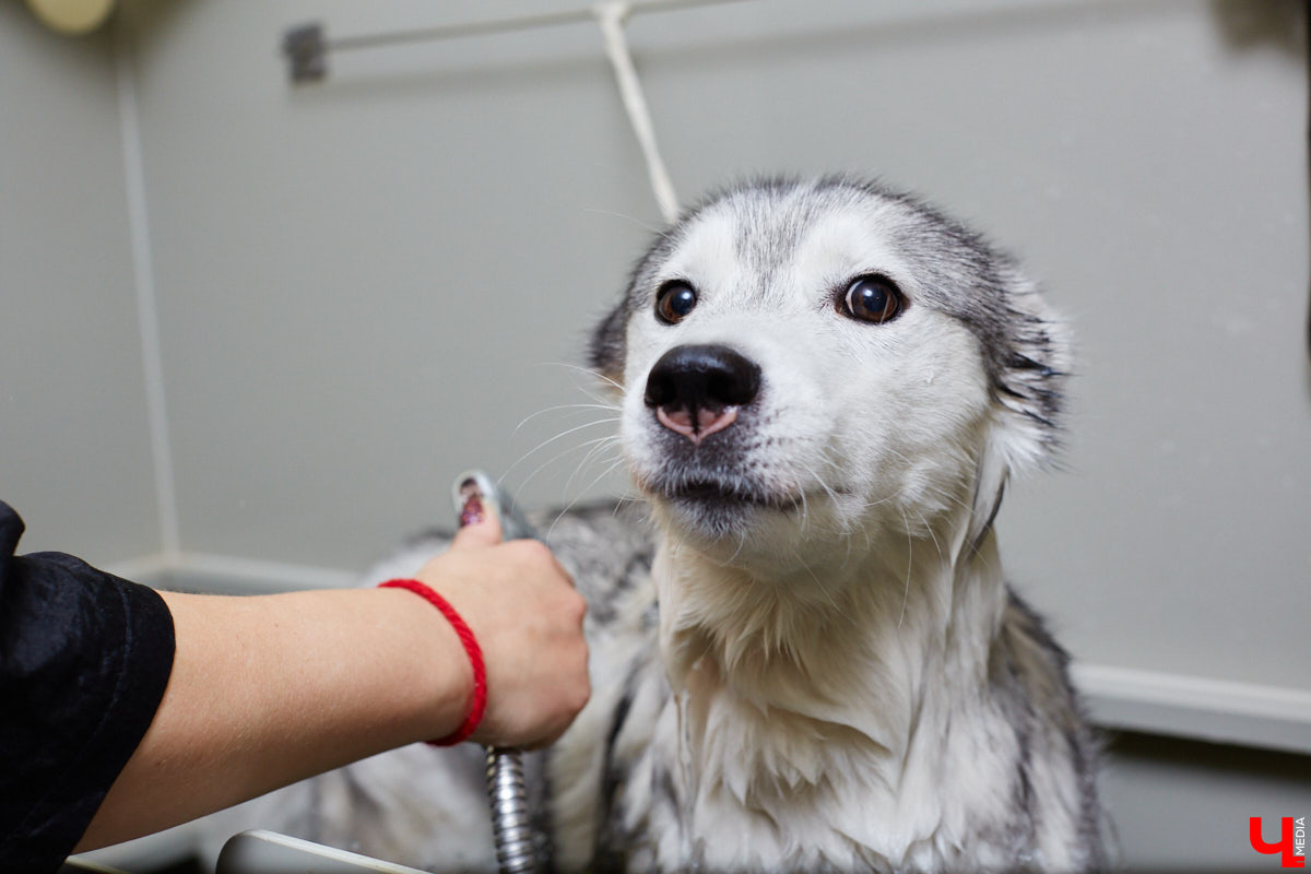 Собачья жизнь, если хозяин любит и заботится, не так уж дурна. Поговорили с грумером Татьяной Панюхиной о том, как правильно ухаживать за четвероногими друзьями.