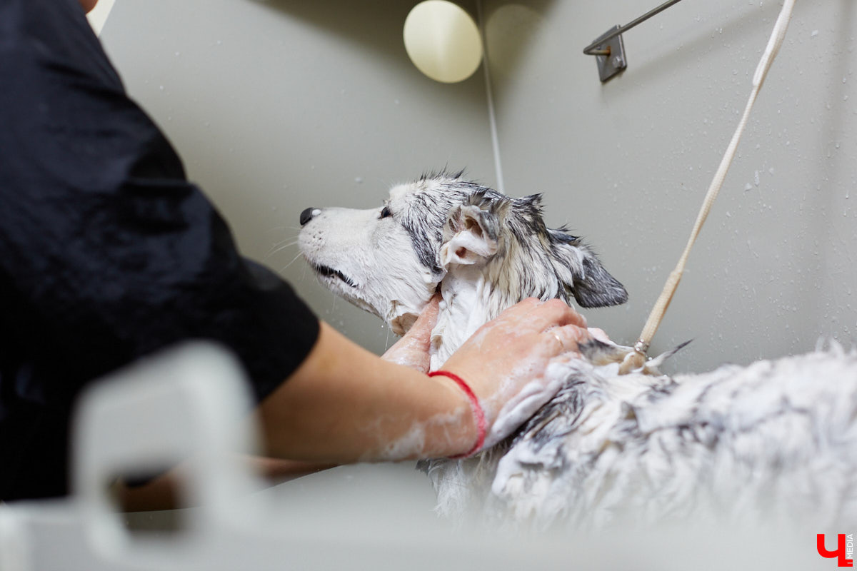 Собачья жизнь, если хозяин любит и заботится, не так уж дурна. Поговорили с грумером Татьяной Панюхиной о том, как правильно ухаживать за четвероногими друзьями.