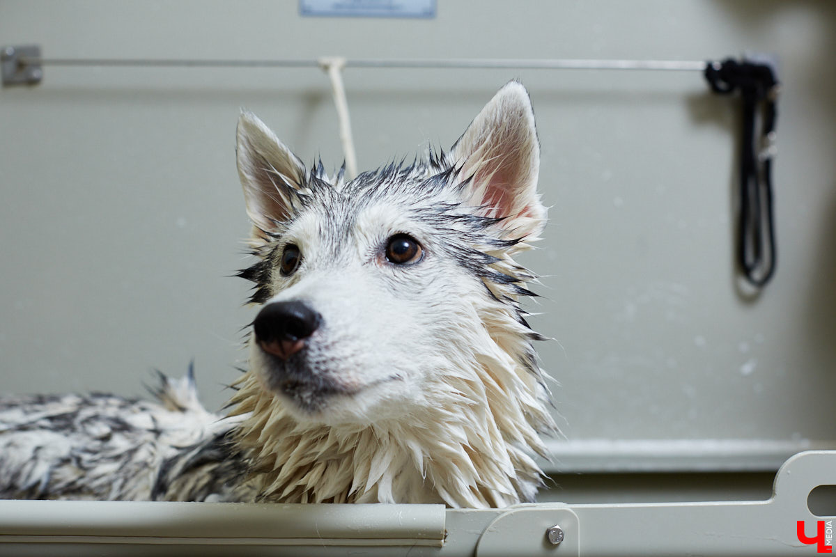 Собачья жизнь, если хозяин любит и заботится, не так уж дурна. Поговорили с грумером Татьяной Панюхиной о том, как правильно ухаживать за четвероногими друзьями.