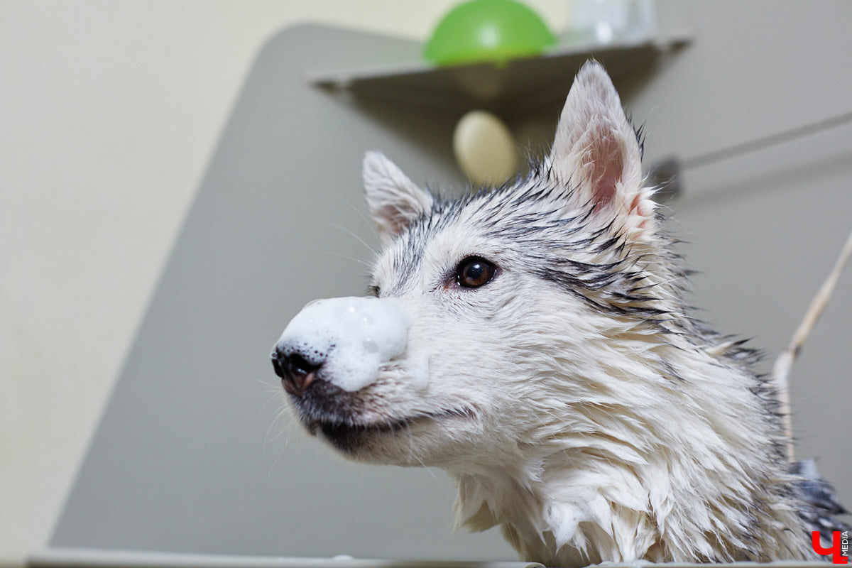 Собачья жизнь, если хозяин любит и заботится, не так уж дурна. Поговорили с грумером Татьяной Панюхиной о том, как правильно ухаживать за четвероногими друзьями.