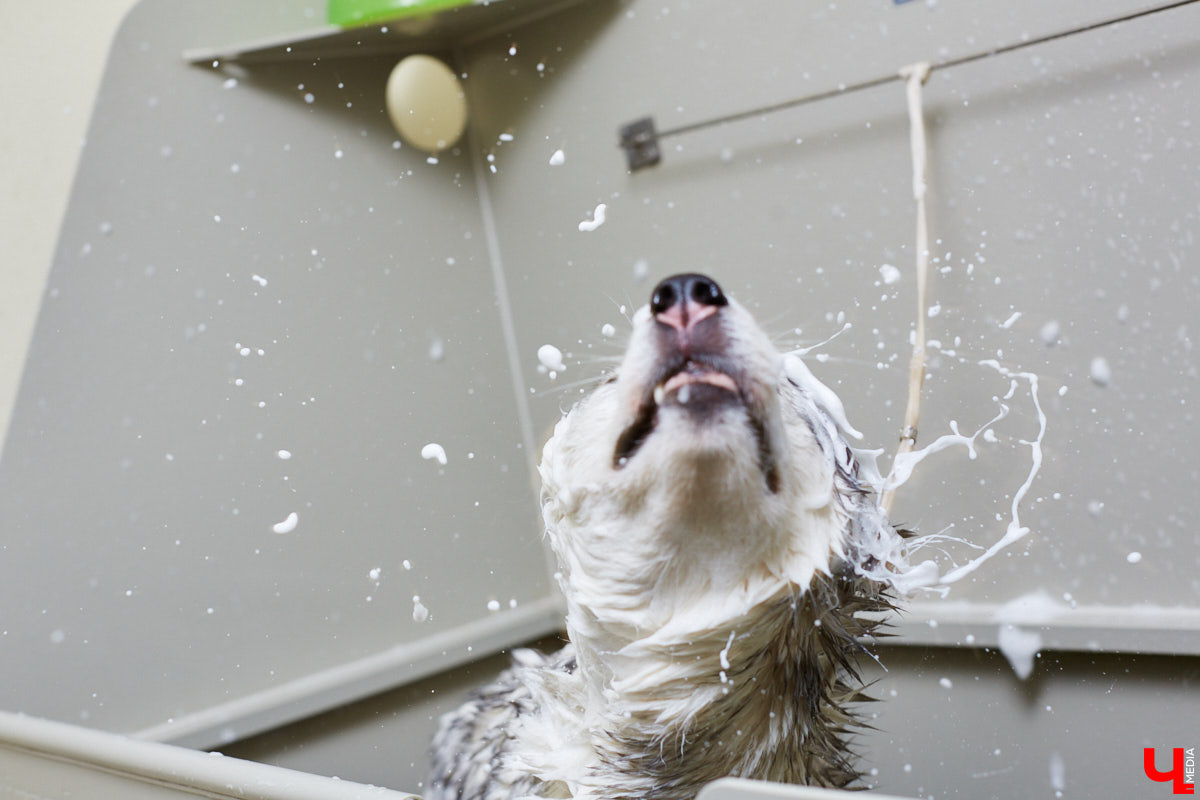 Собачья жизнь, если хозяин любит и заботится, не так уж дурна. Поговорили с грумером Татьяной Панюхиной о том, как правильно ухаживать за четвероногими друзьями.