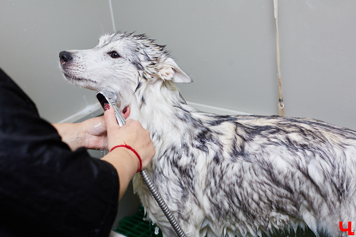 Собачья жизнь, если хозяин любит и заботится, не так уж дурна. Поговорили с грумером Татьяной Панюхиной о том, как правильно ухаживать за четвероногими друзьями.