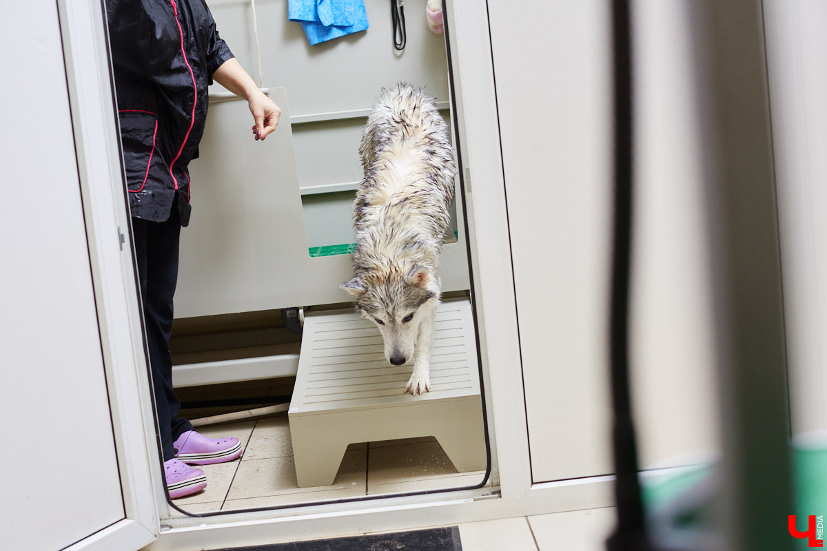 Собачья жизнь, если хозяин любит и заботится, не так уж дурна. Поговорили с грумером Татьяной Панюхиной о том, как правильно ухаживать за четвероногими друзьями.