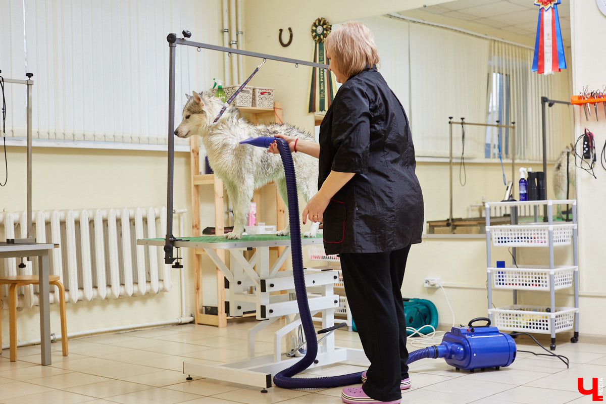 Собачья жизнь, если хозяин любит и заботится, не так уж дурна. Поговорили с грумером Татьяной Панюхиной о том, как правильно ухаживать за четвероногими друзьями.