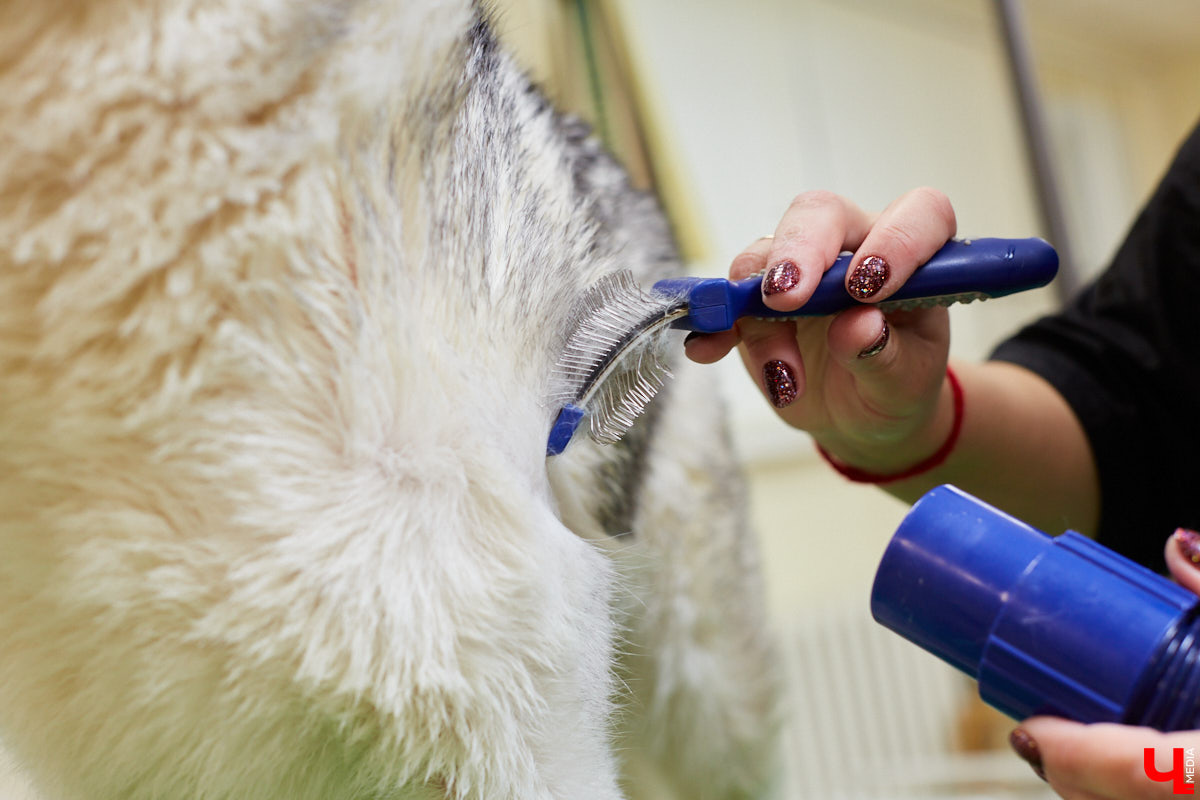 Собачья жизнь, если хозяин любит и заботится, не так уж дурна. Поговорили с грумером Татьяной Панюхиной о том, как правильно ухаживать за четвероногими друзьями.