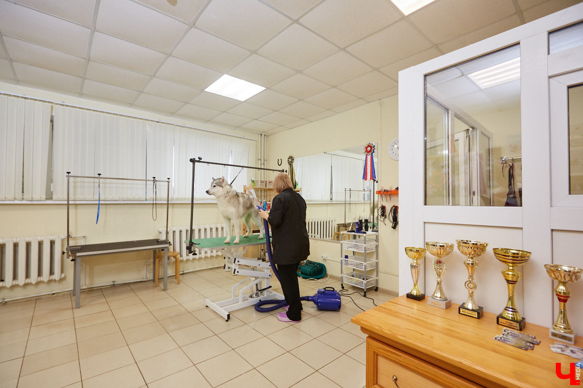 Собачья жизнь, если хозяин любит и заботится, не так уж дурна. Поговорили с грумером Татьяной Панюхиной о том, как правильно ухаживать за четвероногими друзьями.