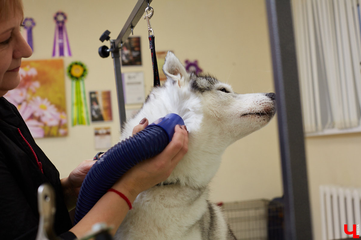 Собачья жизнь, если хозяин любит и заботится, не так уж дурна. Поговорили с грумером Татьяной Панюхиной о том, как правильно ухаживать за четвероногими друзьями.