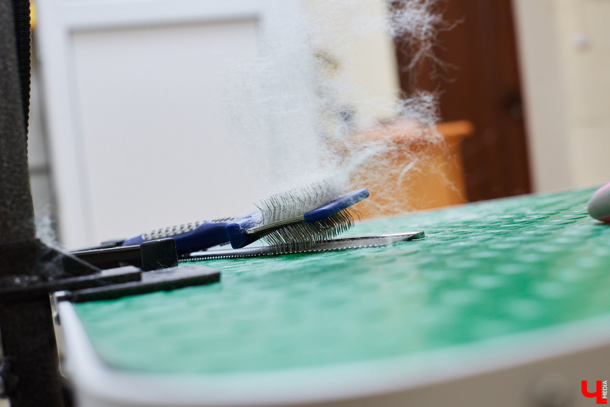 Собачья жизнь, если хозяин любит и заботится, не так уж дурна. Поговорили с грумером Татьяной Панюхиной о том, как правильно ухаживать за четвероногими друзьями.